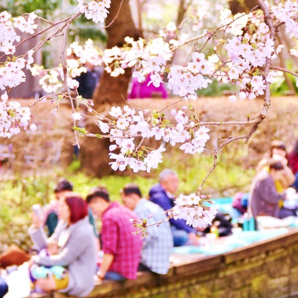 Cherry Blossom Season "Hanami" Online Experience's main gallery image
